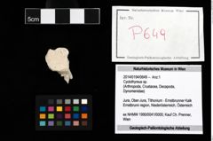 Foto (Objekt + Etikett) von Cyclothyreus sp.  (NHMW-GEO-2014-0194-0649)